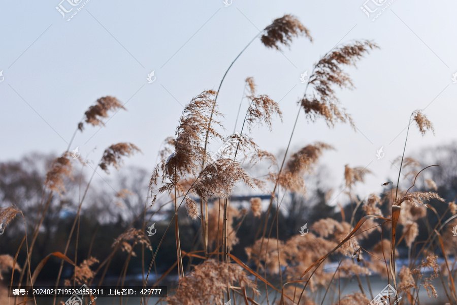 芦苇花