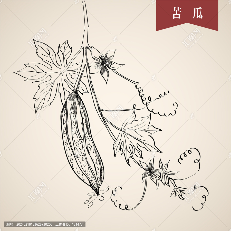苦瓜