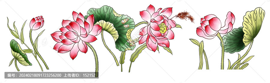 手繪荷花