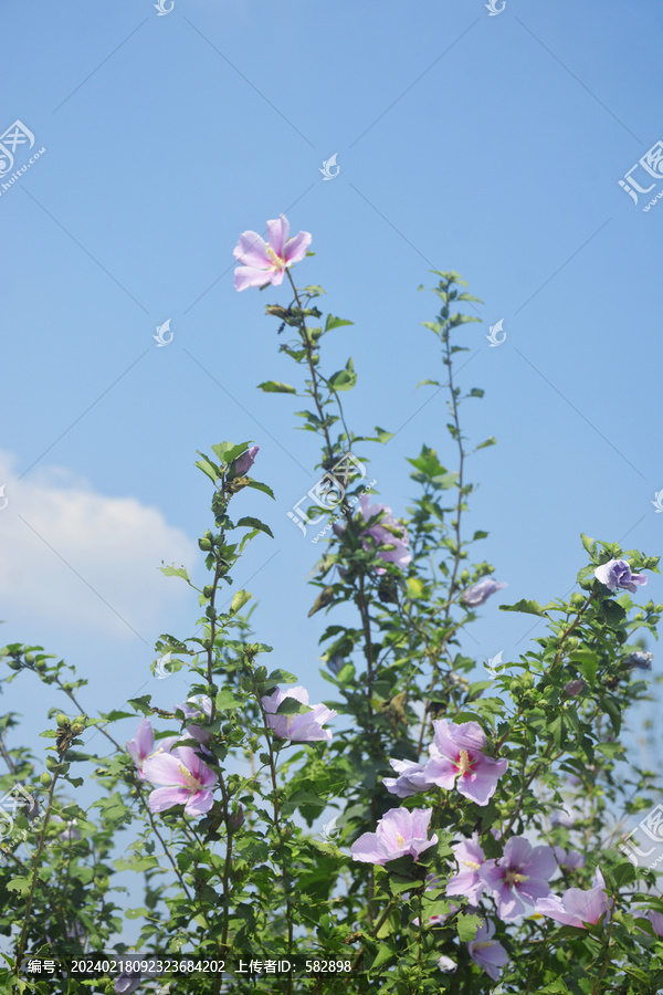 仰拍木槿花枝