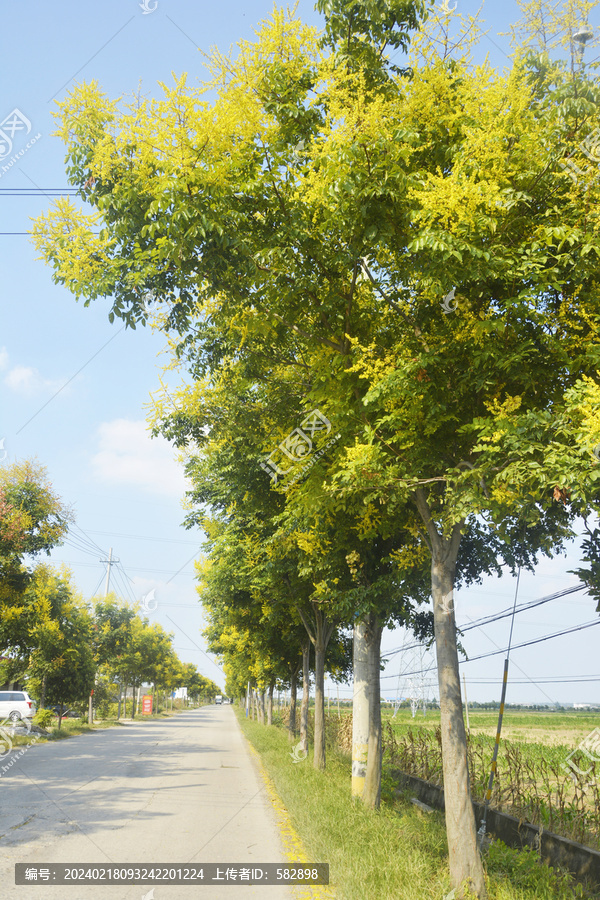 乡道景观树