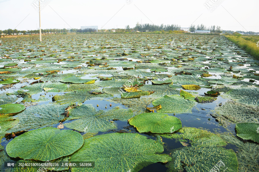 芡实种植水田