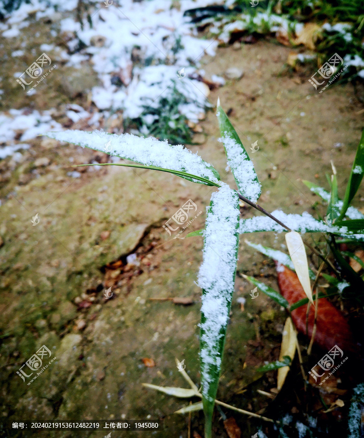 竹叶积雪