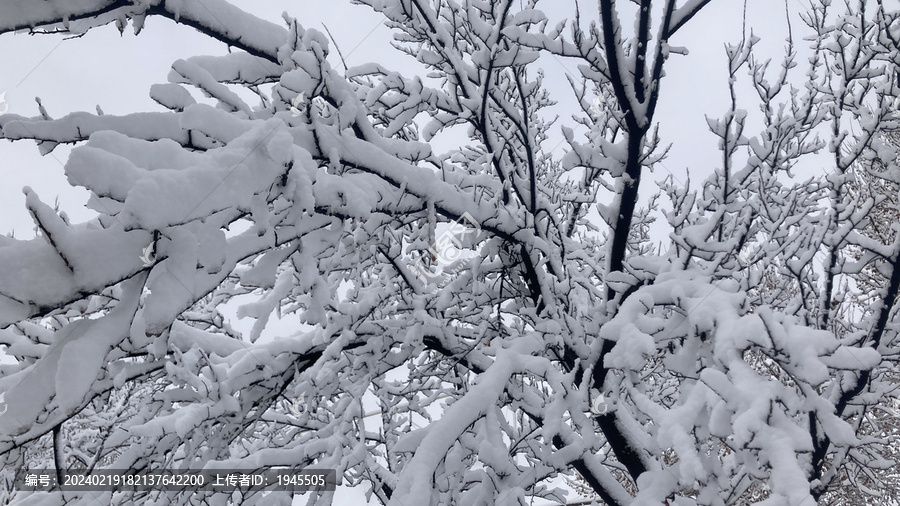 树枝与雪