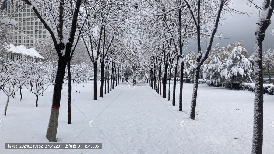 雪景树枝