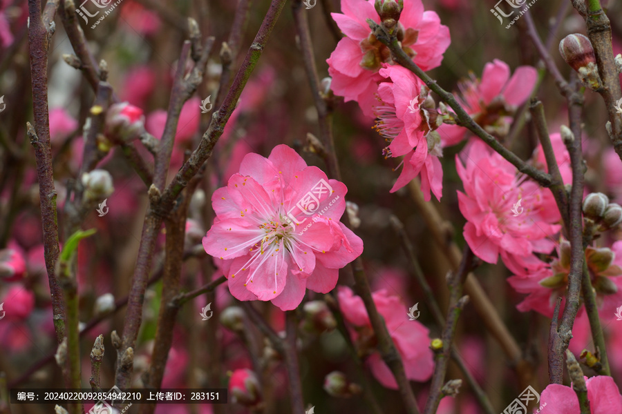 桃花