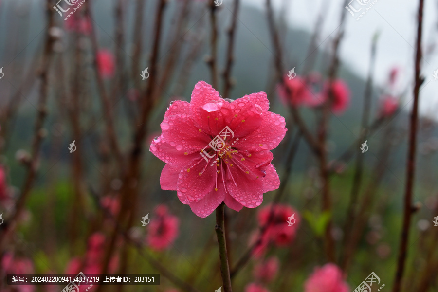 桃花