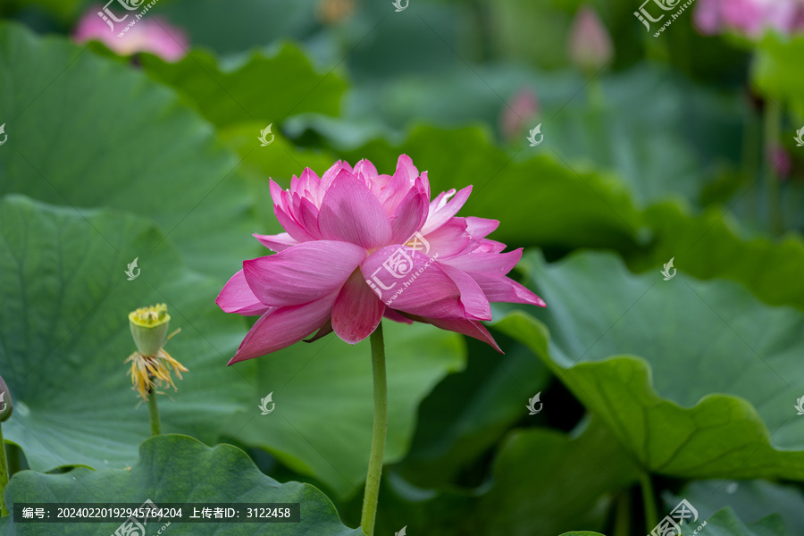 夏日荷花绽放近景花朵