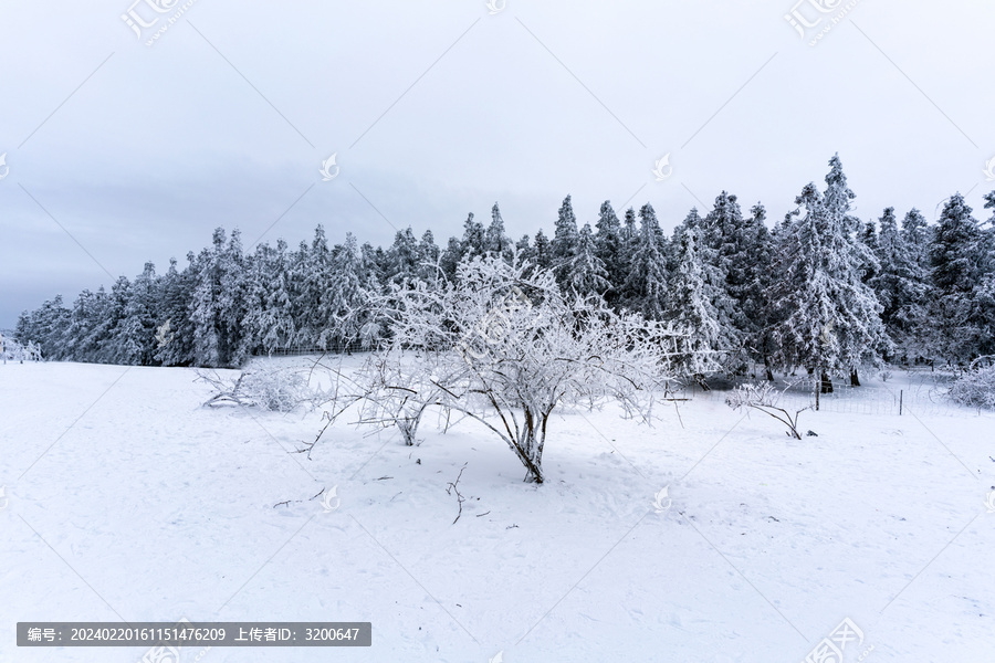 重庆下雪的仙女山