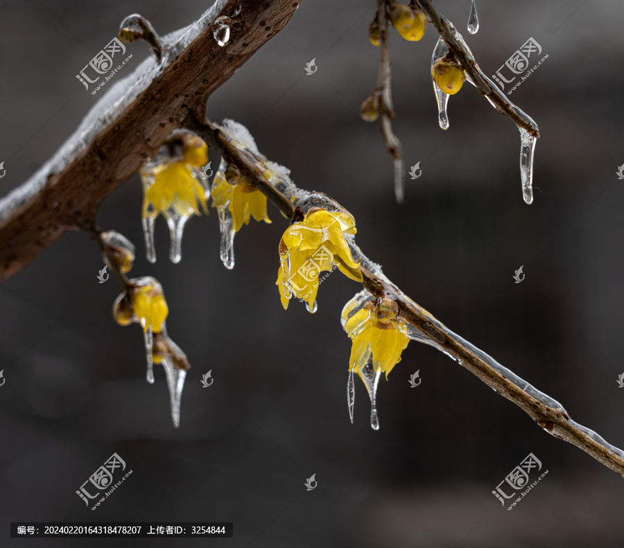 冻雨中的腊梅