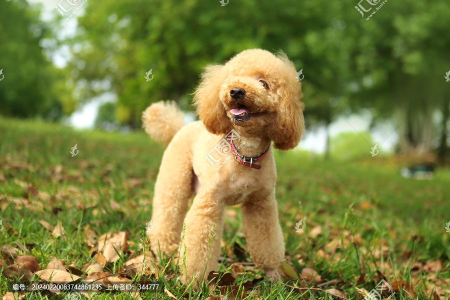 宠物犬泰迪