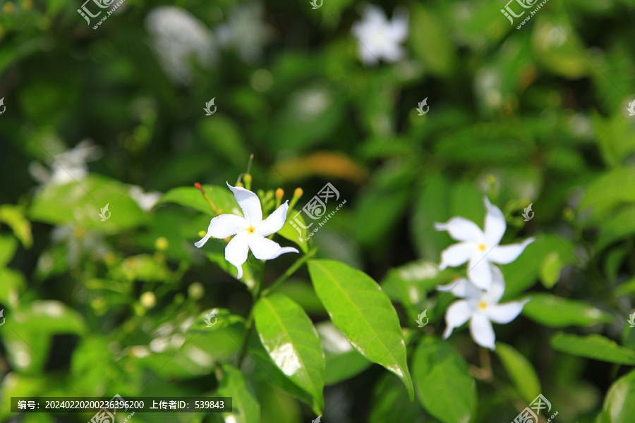 狗牙花