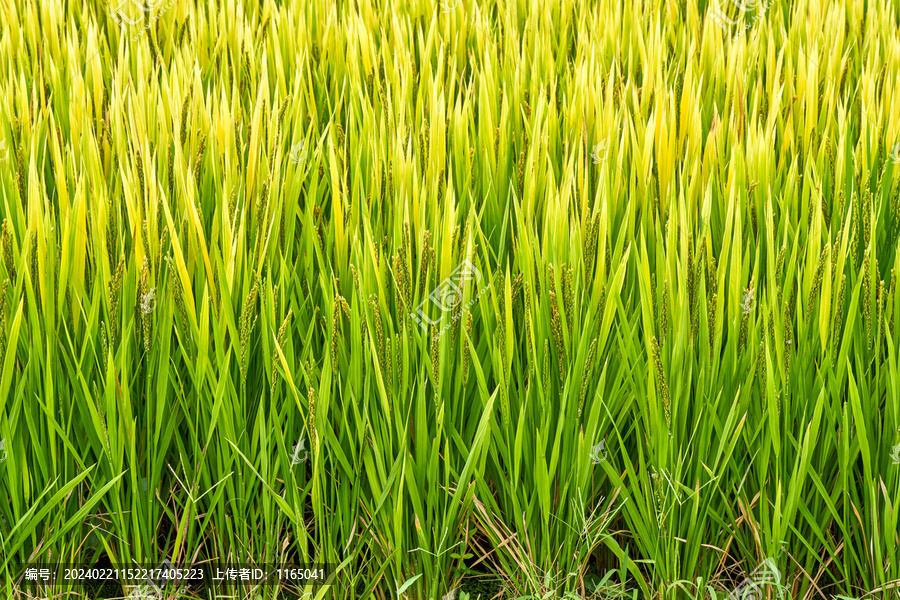 水稻抽穗结实期