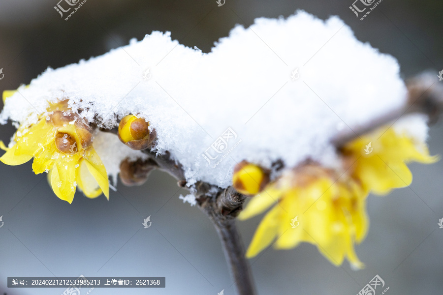 雪后腊梅香