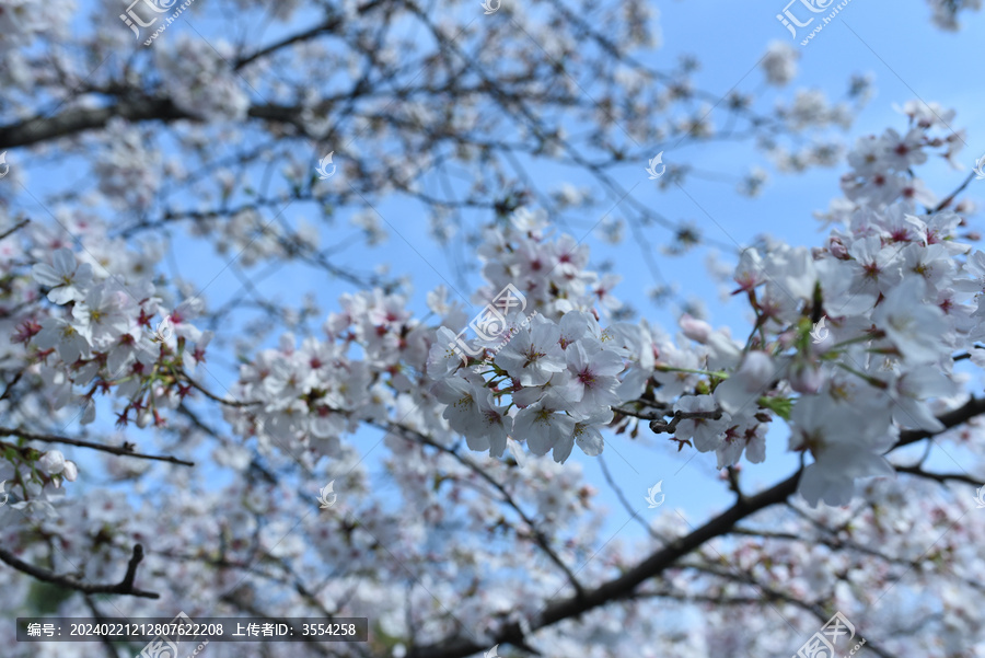 樱花