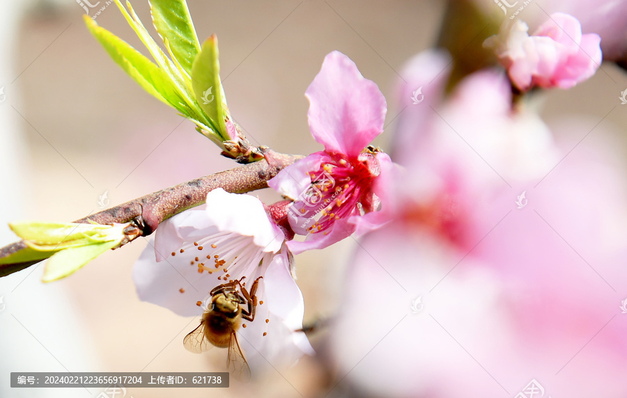 蜜蜂在桃花间采蜜