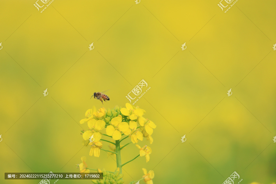 小蜜蜂飞过油菜花