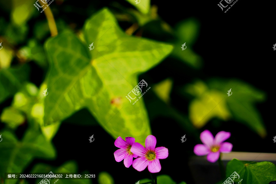 暗背景小花酢浆草