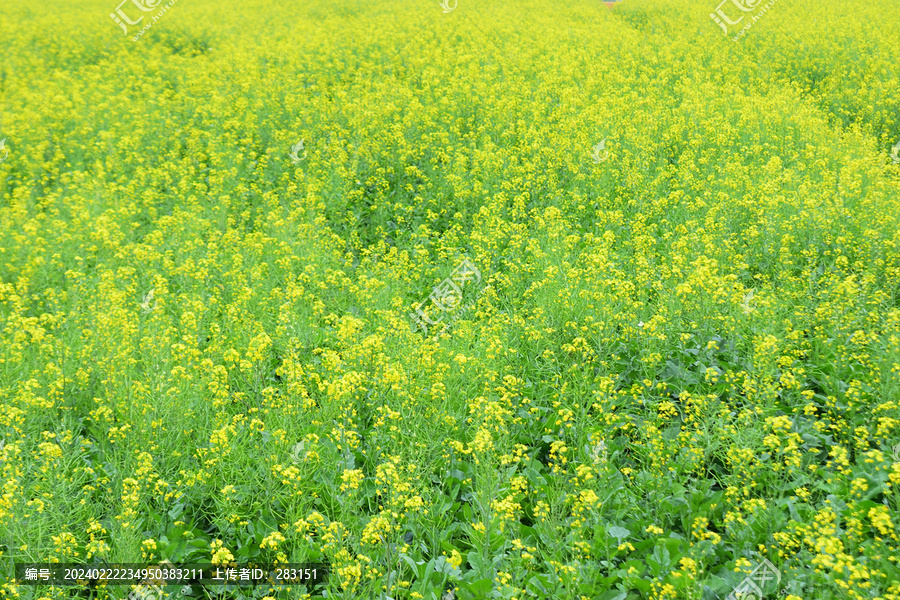 油菜花