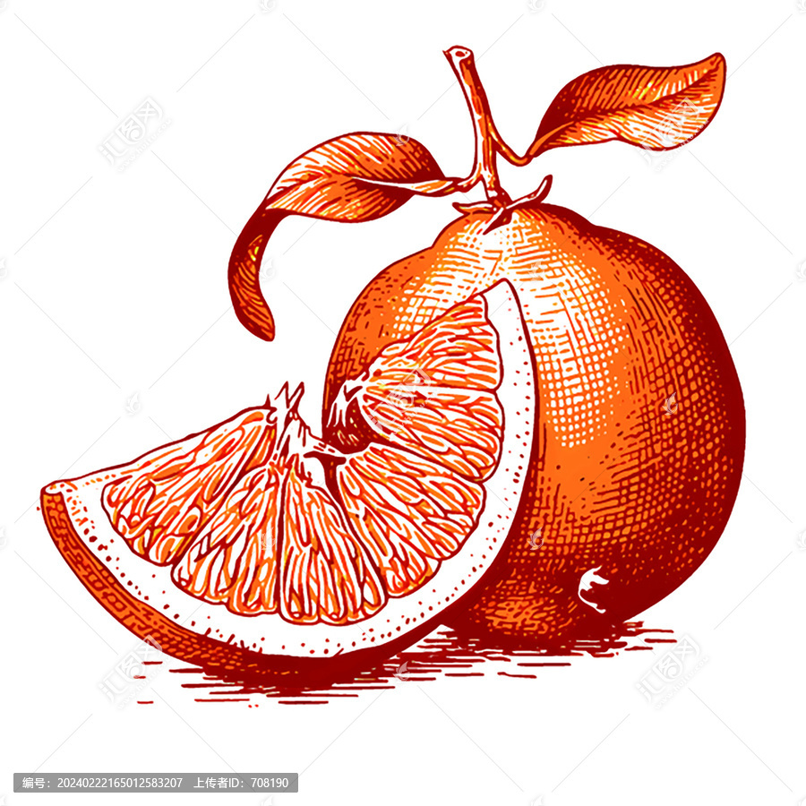 橘子素描版畫矢量素材
