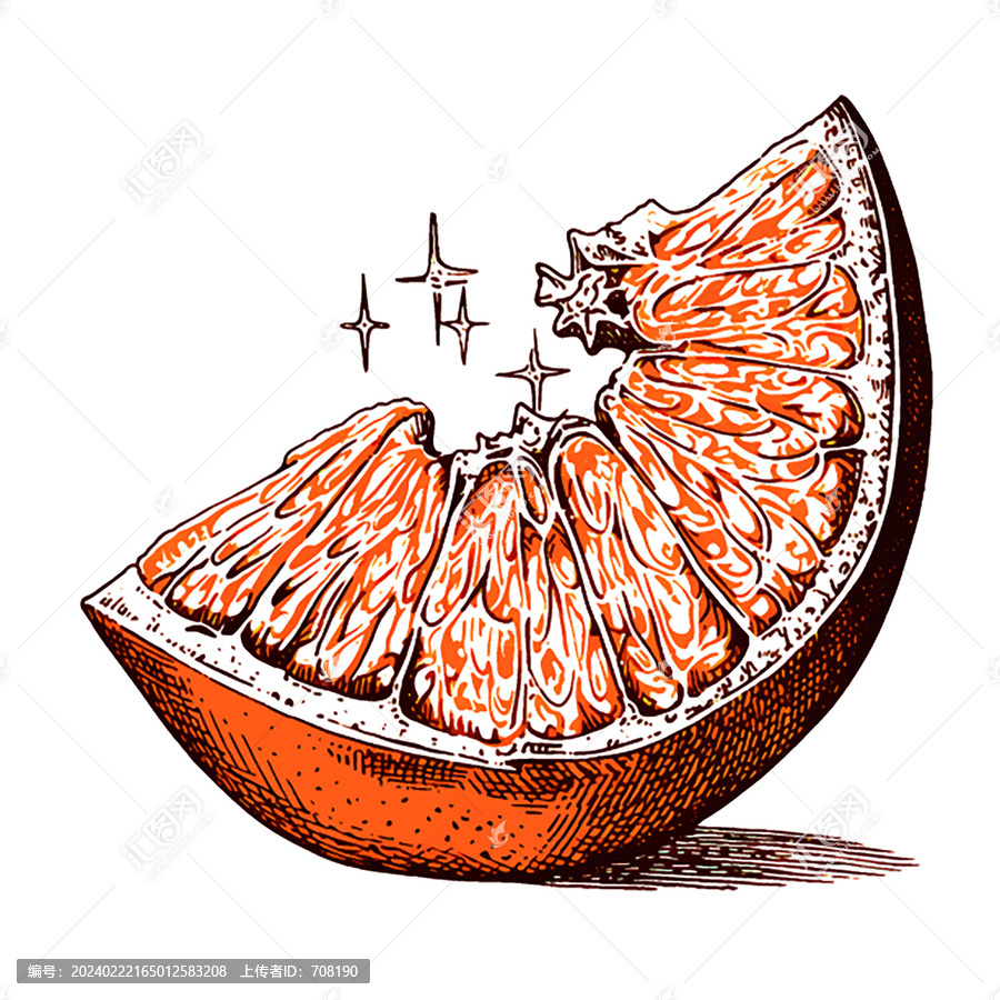 橘子素描版畫矢量素材