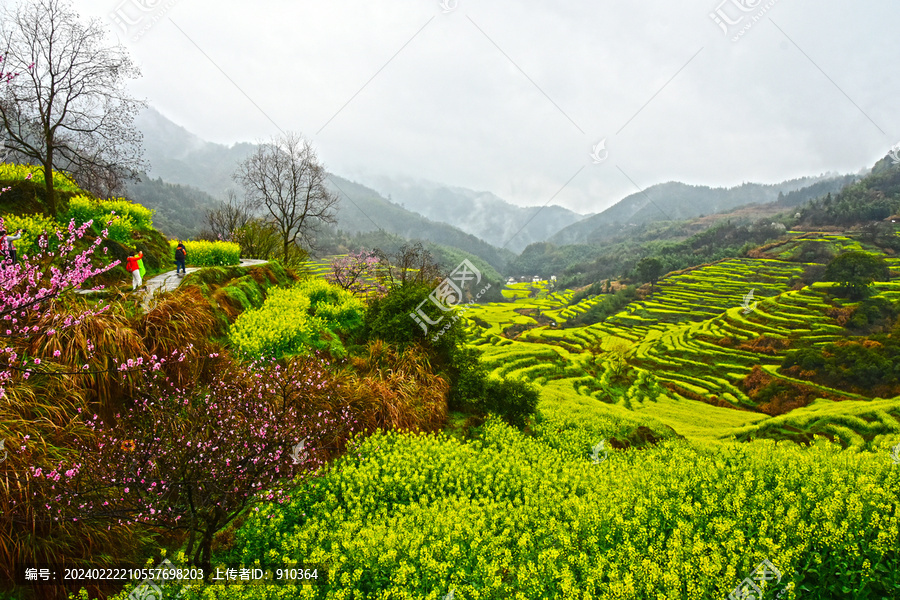 篁岭油菜田