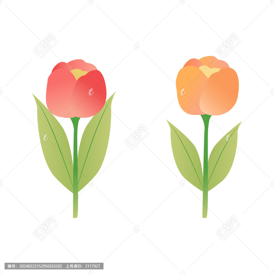 矢量插畫郁金香