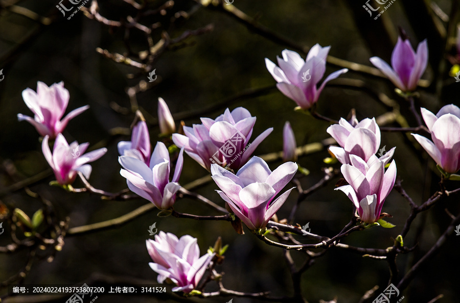 玉兰花