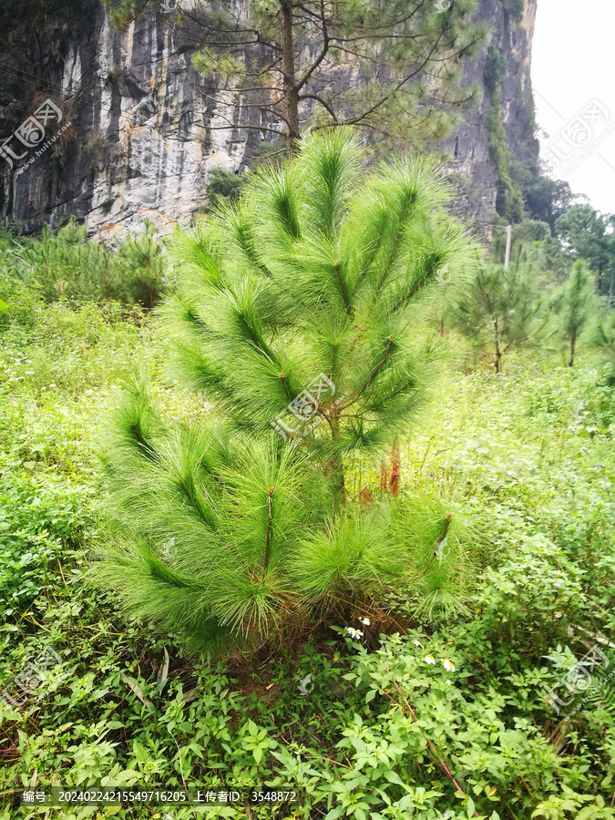 植物