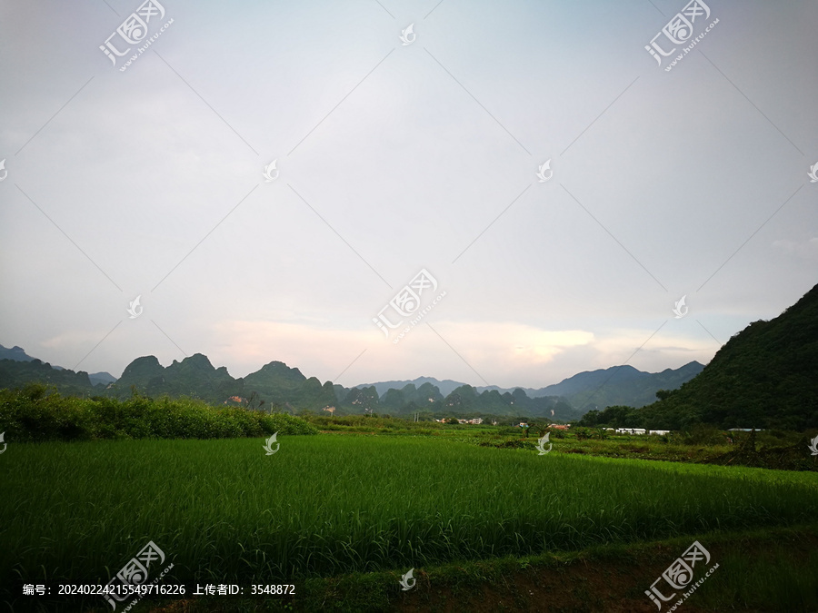 田野