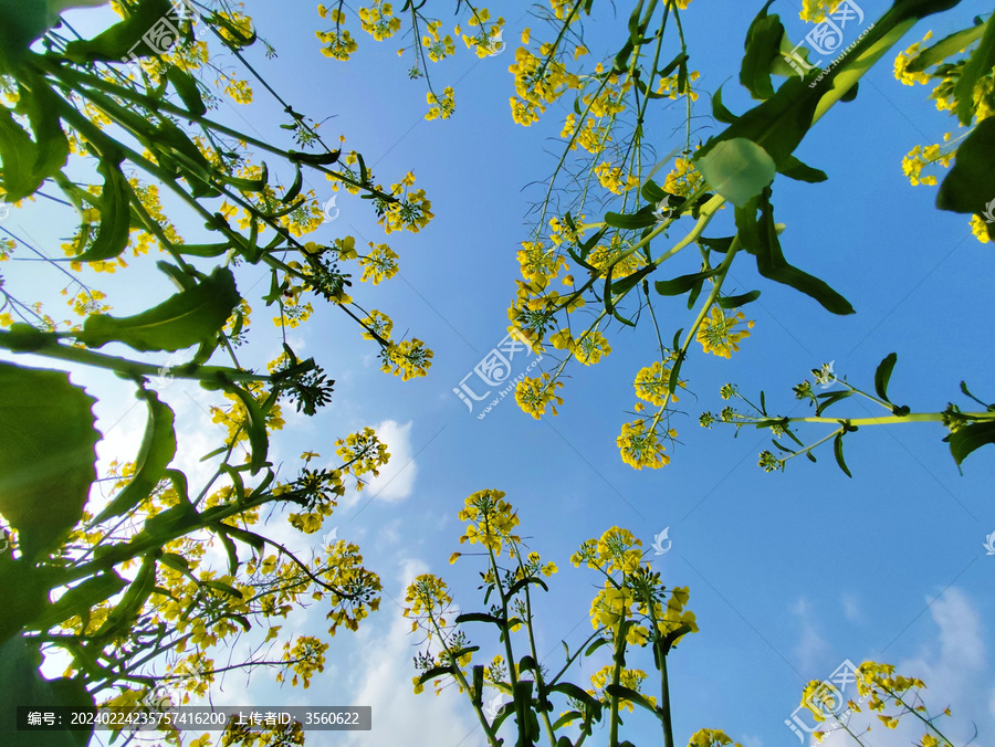 油菜花与天空