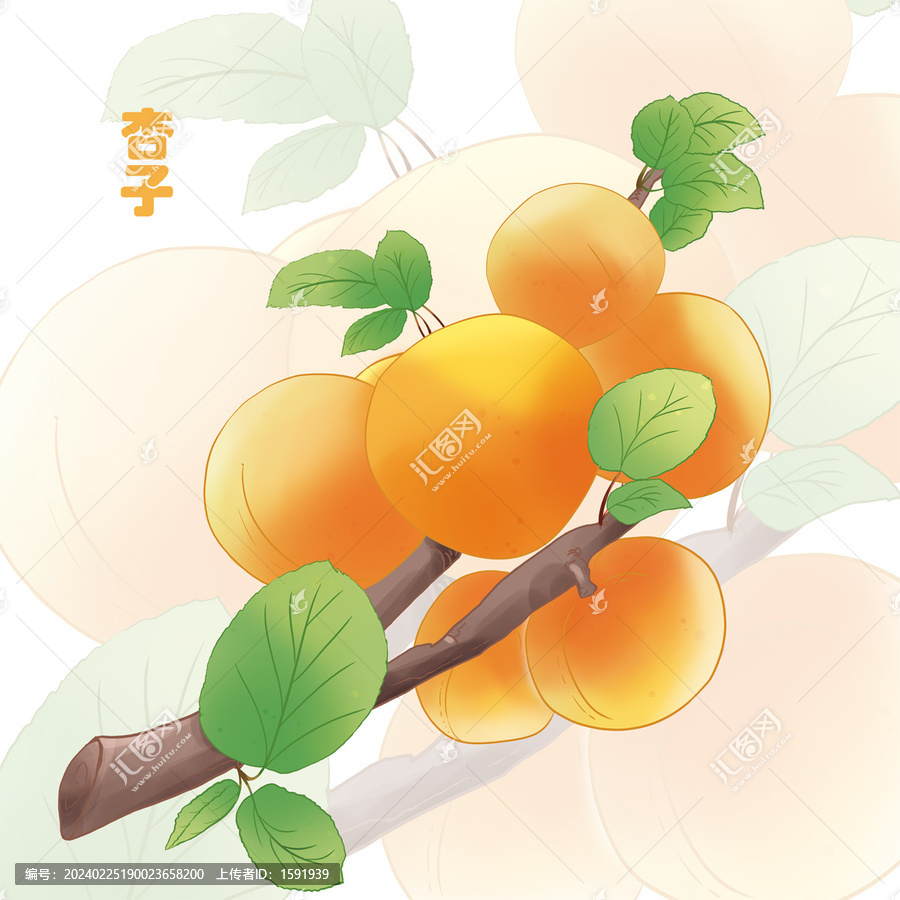 手绘杏子包装插画