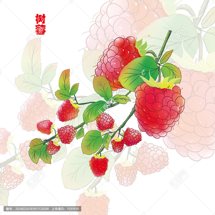 手绘树莓包装插画
