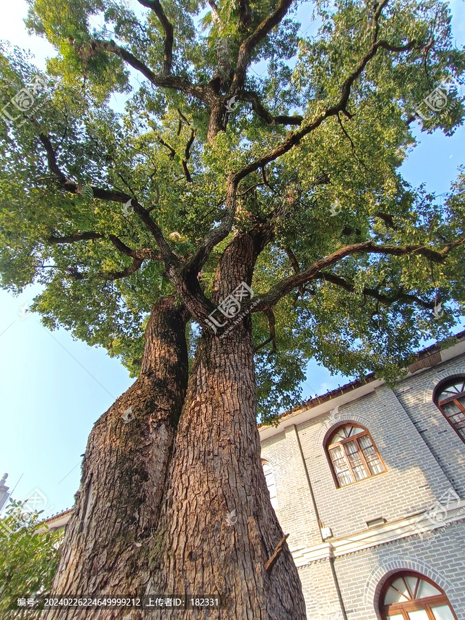 香樟树大树