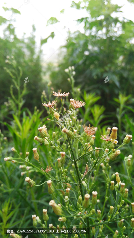 小蓬草