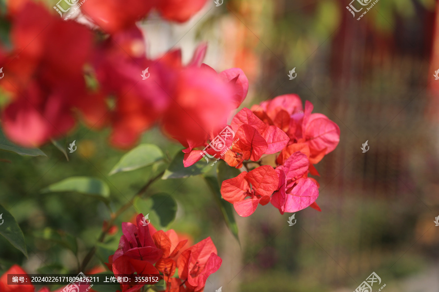 叶子花杜鹃花三角花