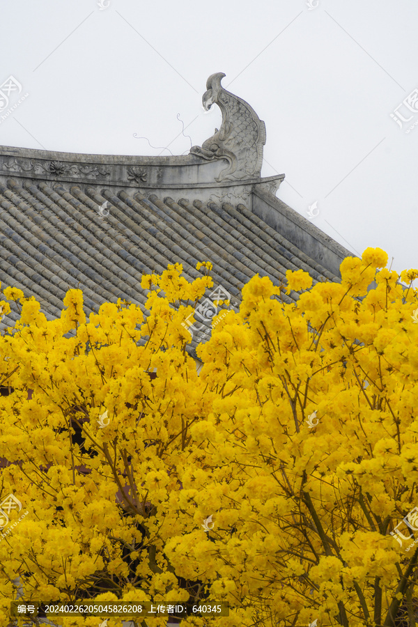 光孝寺内的黄花风铃木