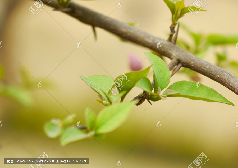 枝头发芽嫩树叶