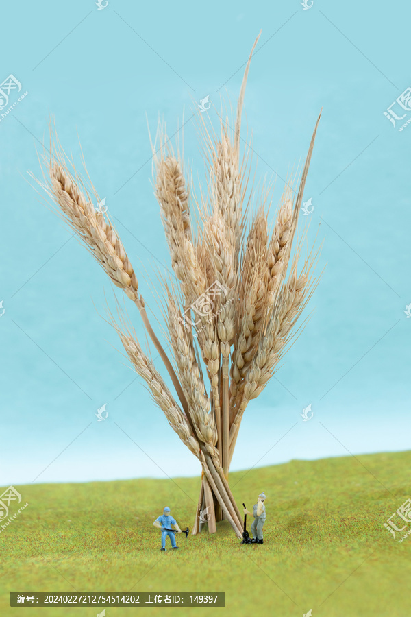 小麦丰收节