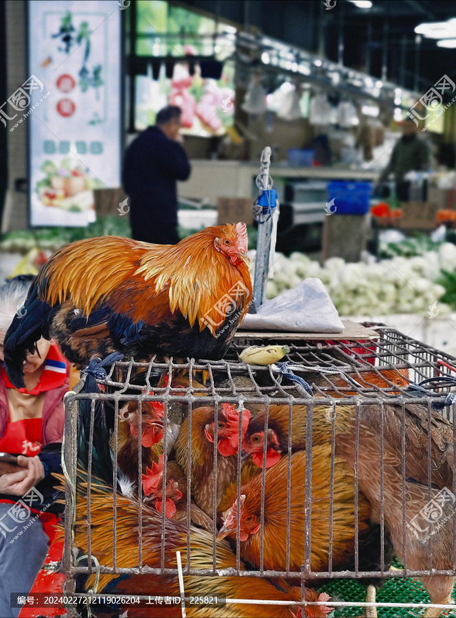 清远鸡市场