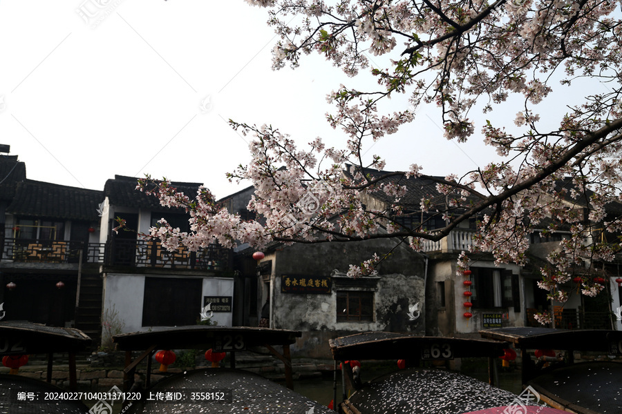 西塘古镇樱花