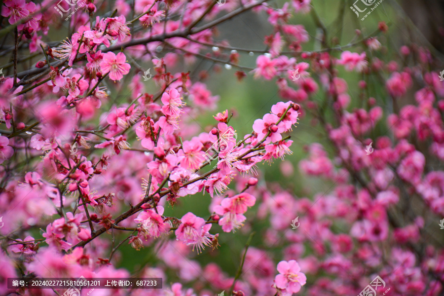 春天盛开的红色梅花