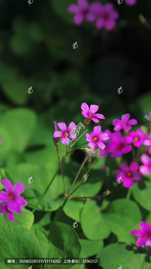 红花酢浆草