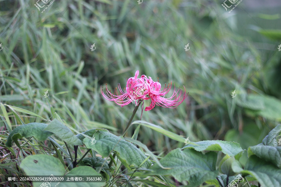 红色石蒜彼岸花