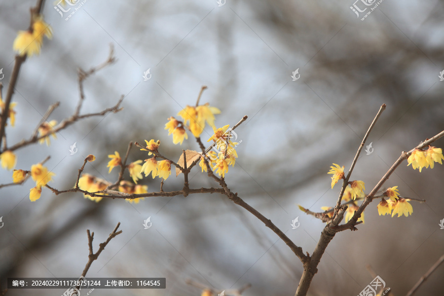 雪中腊梅花