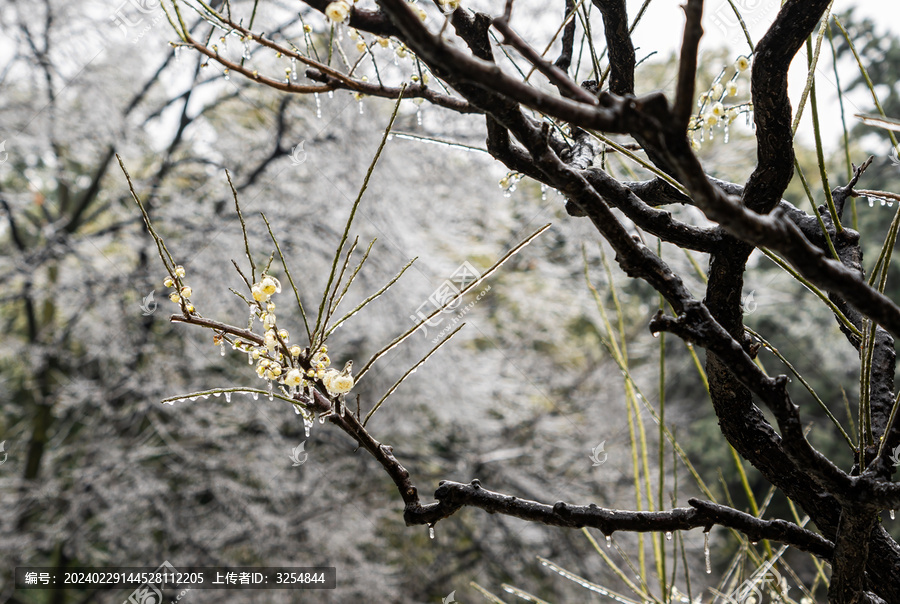 冻雨中的梅花