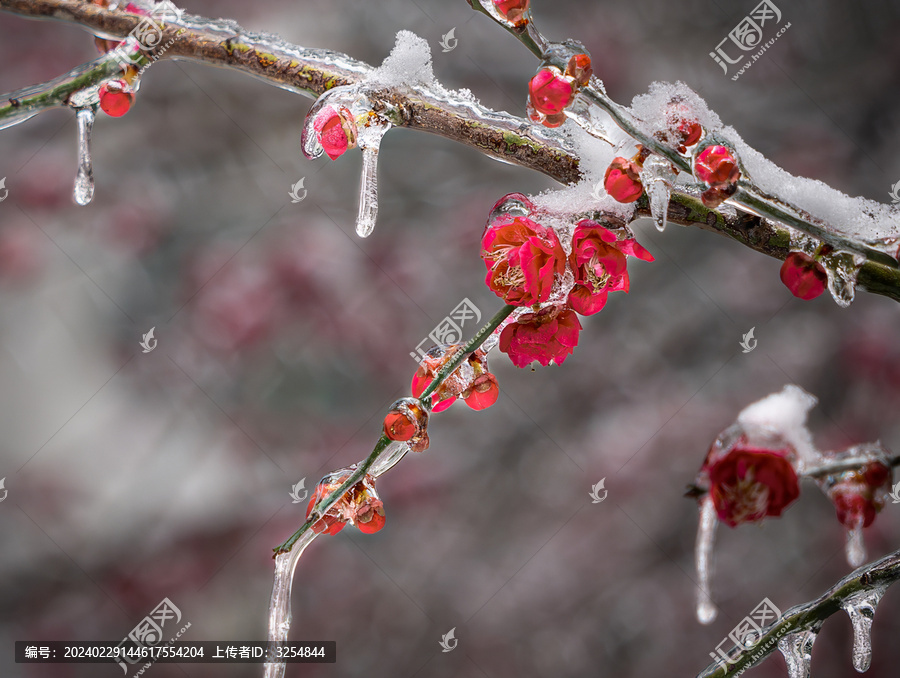 冻雨中的冰梅花