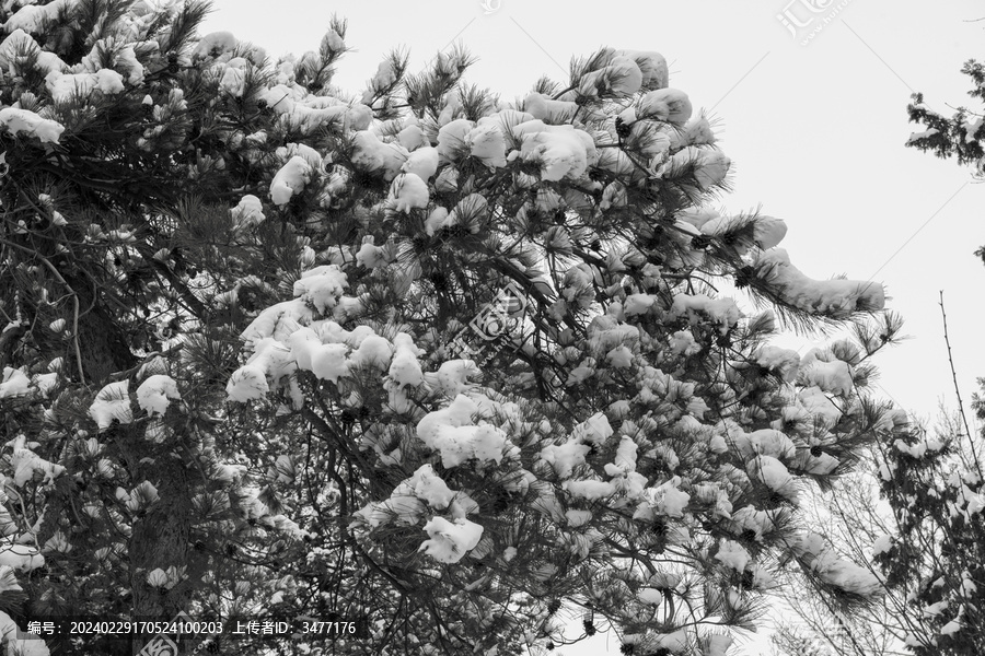 雪压枝头满树花