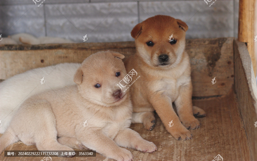 中华田园犬土狗幼崽