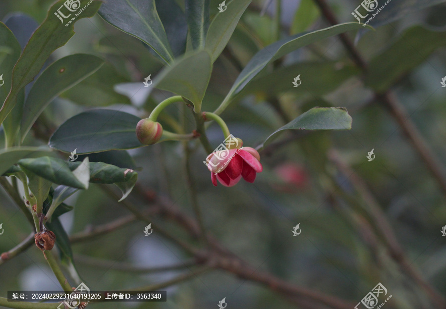 八角花茴香花